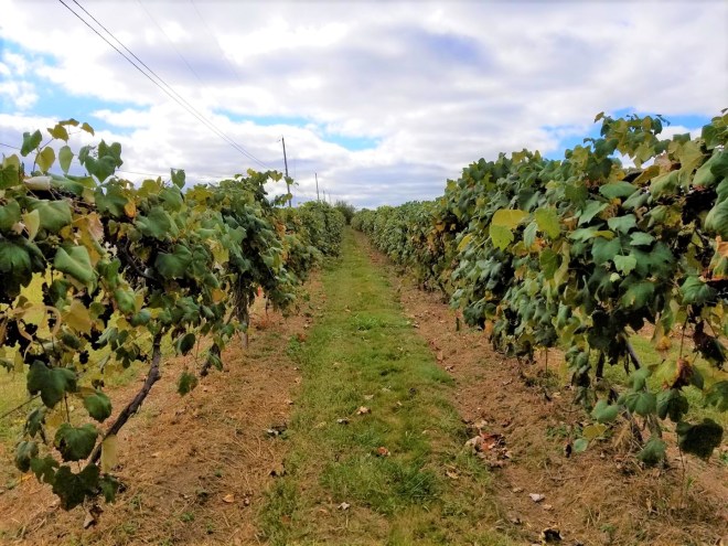 vineyard