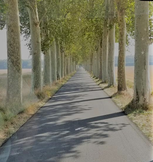 road to the castle (3)